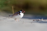 Kulik cernohlavy - Thinornis cucullatus - Hooded Plover o4860